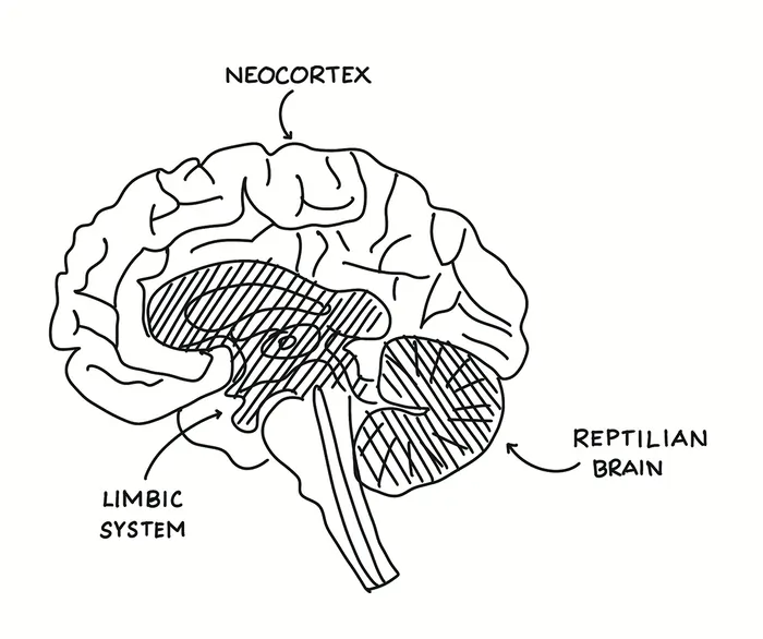 لایه ها مغز و ارتباط آن با بازاریابی عصبی