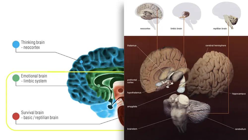reptilian brain limbic system neocortex
